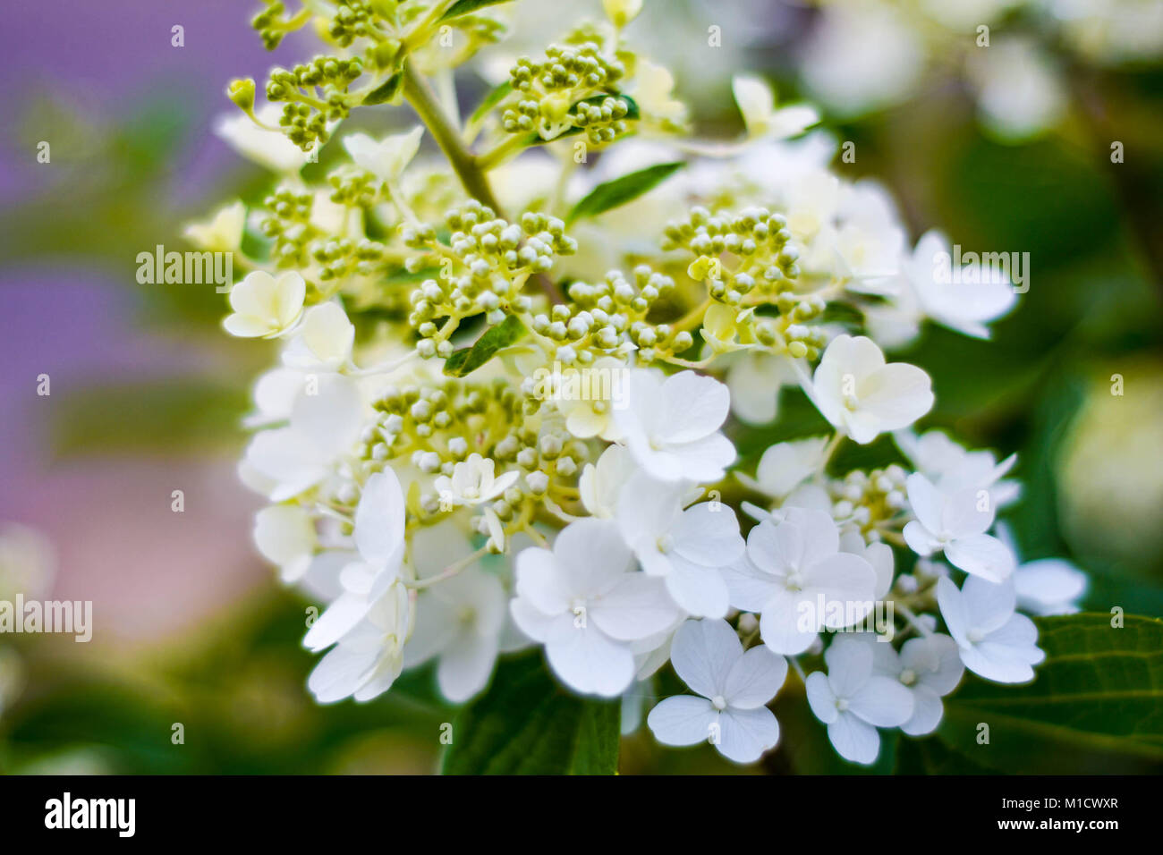 A beautiful Paniculata Hydrangea flower as it's beginning to open in ...