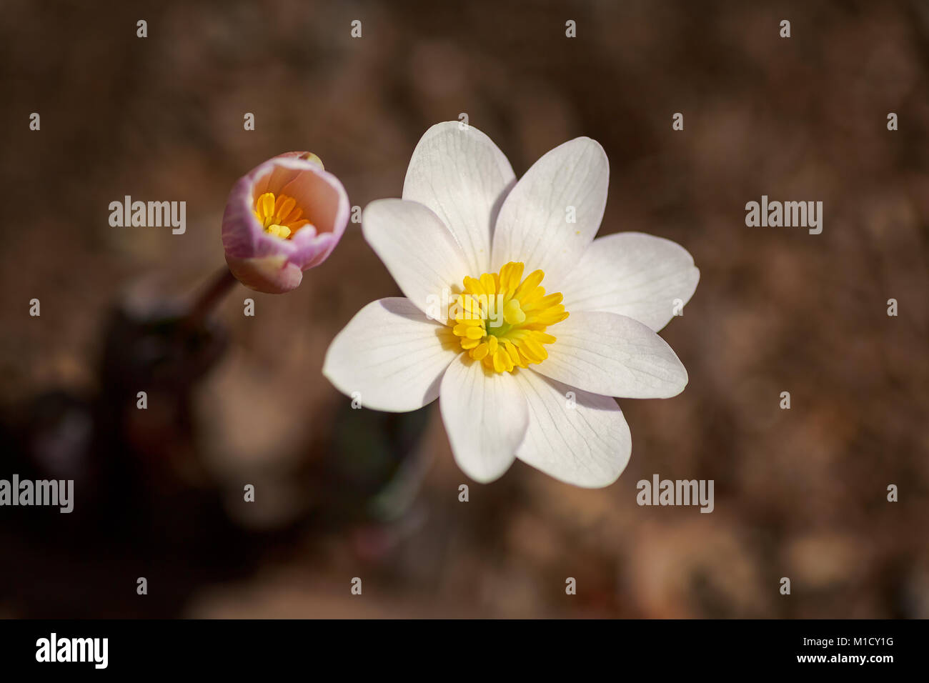 Sanguinaria canadensis or bloodroot is a plant native to eastern North America. Stock Photo