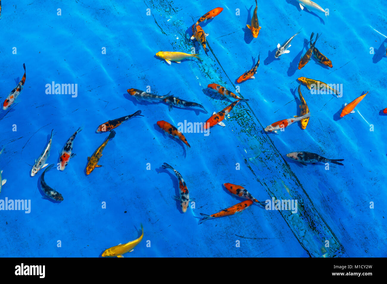 Picture of Goldfish water splash hi-res stock photography and images - Alamy
