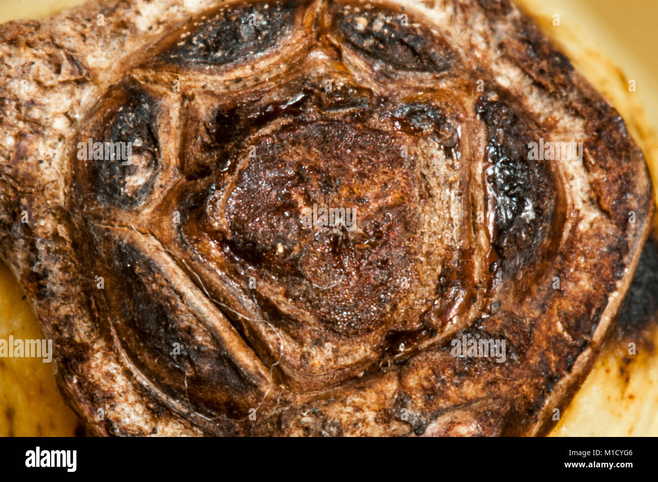 A frame filling Macro image of the end of a banana. 24 December 2014. Stock Photo