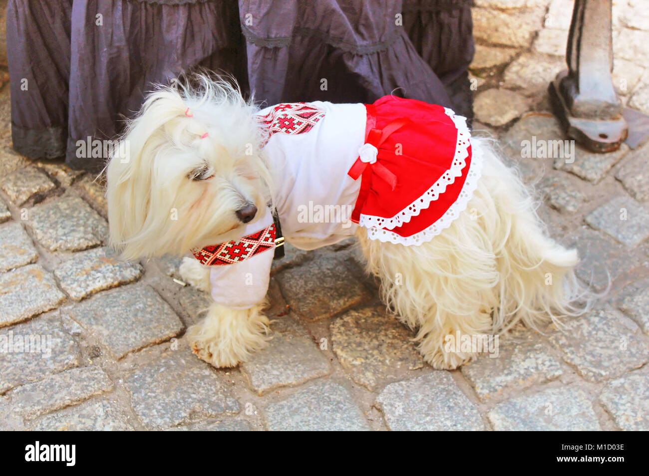Little dog in vyshyvanka, national Ukrainian embroidered shirt in Lviv