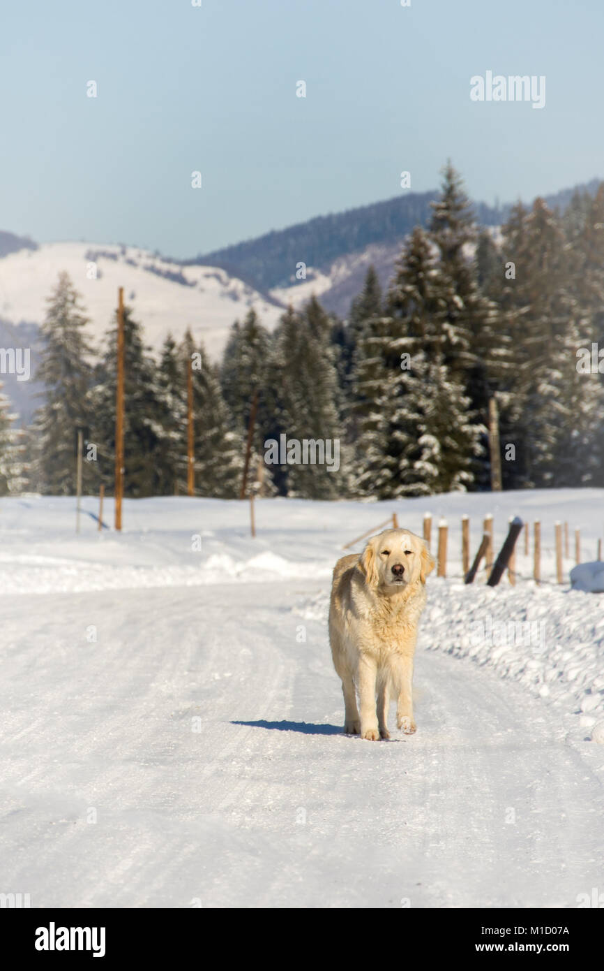Portrait of a dog on a snow road with the mountain in the background ...
