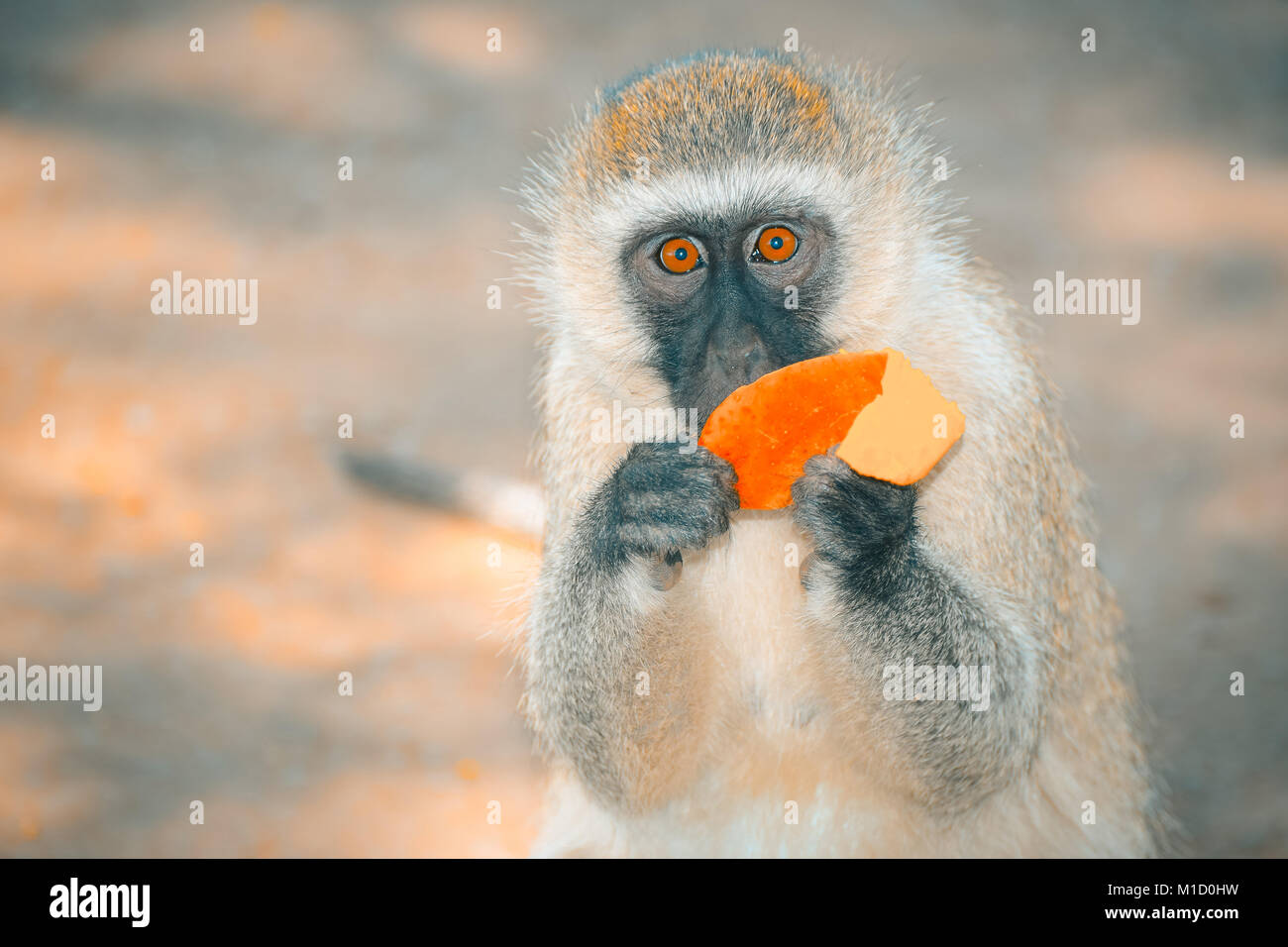 A Monkey with a red eye eating a red fruit Stock Photo