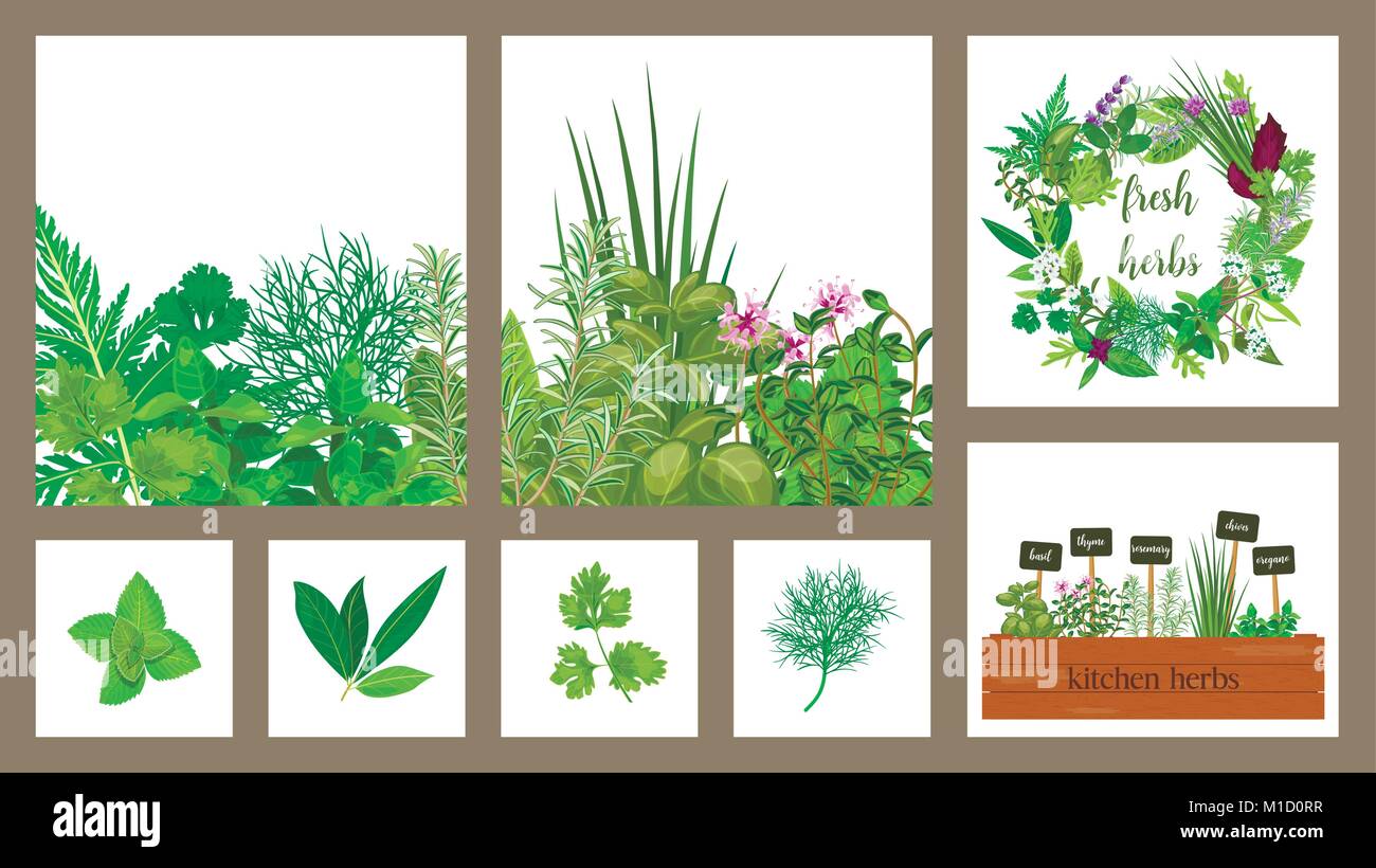 Wooden crate of farm fresh cooking herbs in wooden box. Set of cards. Gardening. Hydroponik Stock Vector
