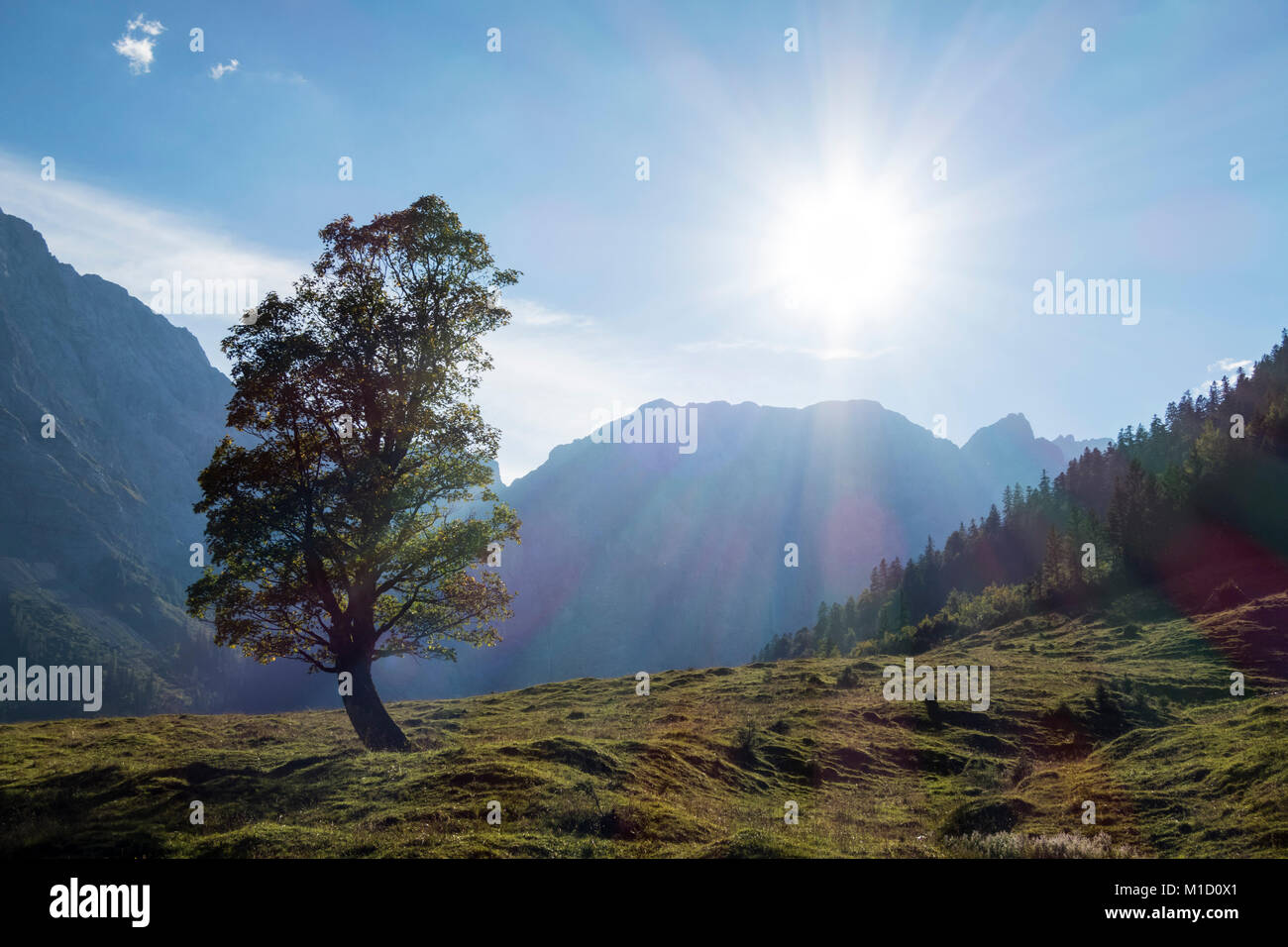 maple tree in the karwendel alps Stock Photo - Alamy