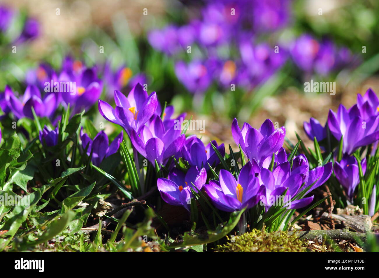 Purple crocuses in sunlight. Stock Photo