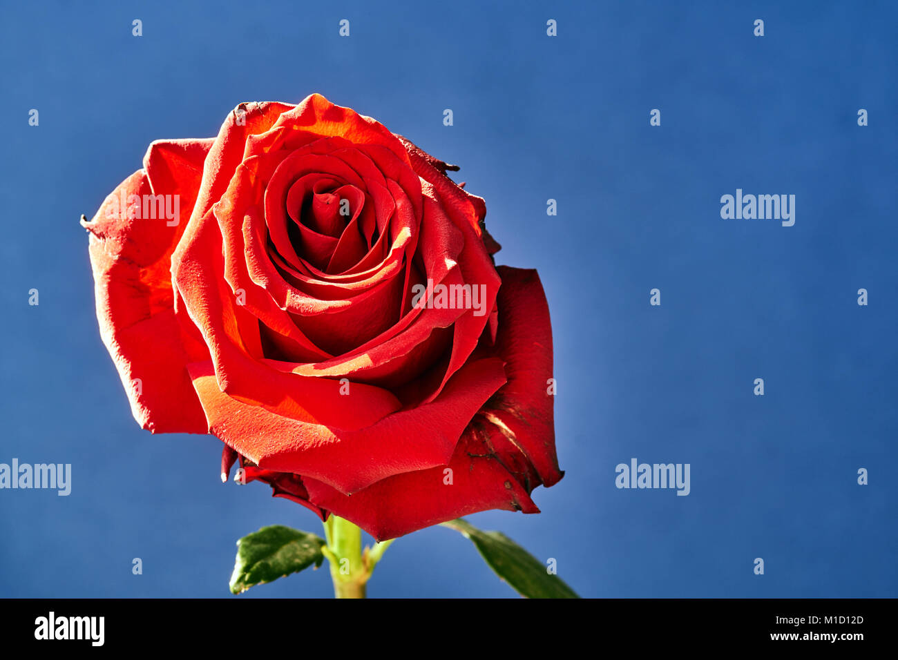 Beautiful, red rose flower on a blue background Stock Photo - Alamy