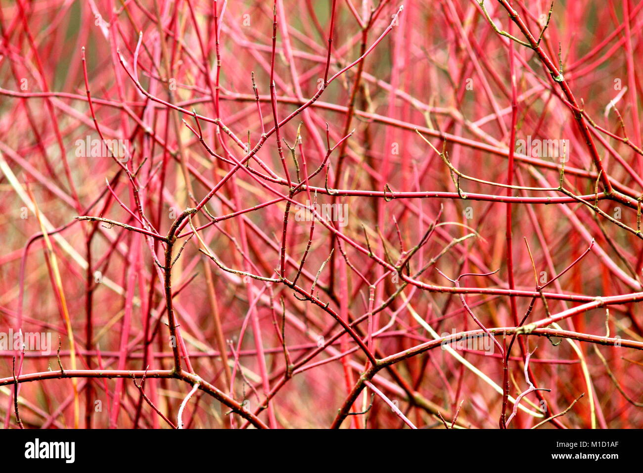 Red colored bare fragile tree twigs and blurry background. Stock Photo