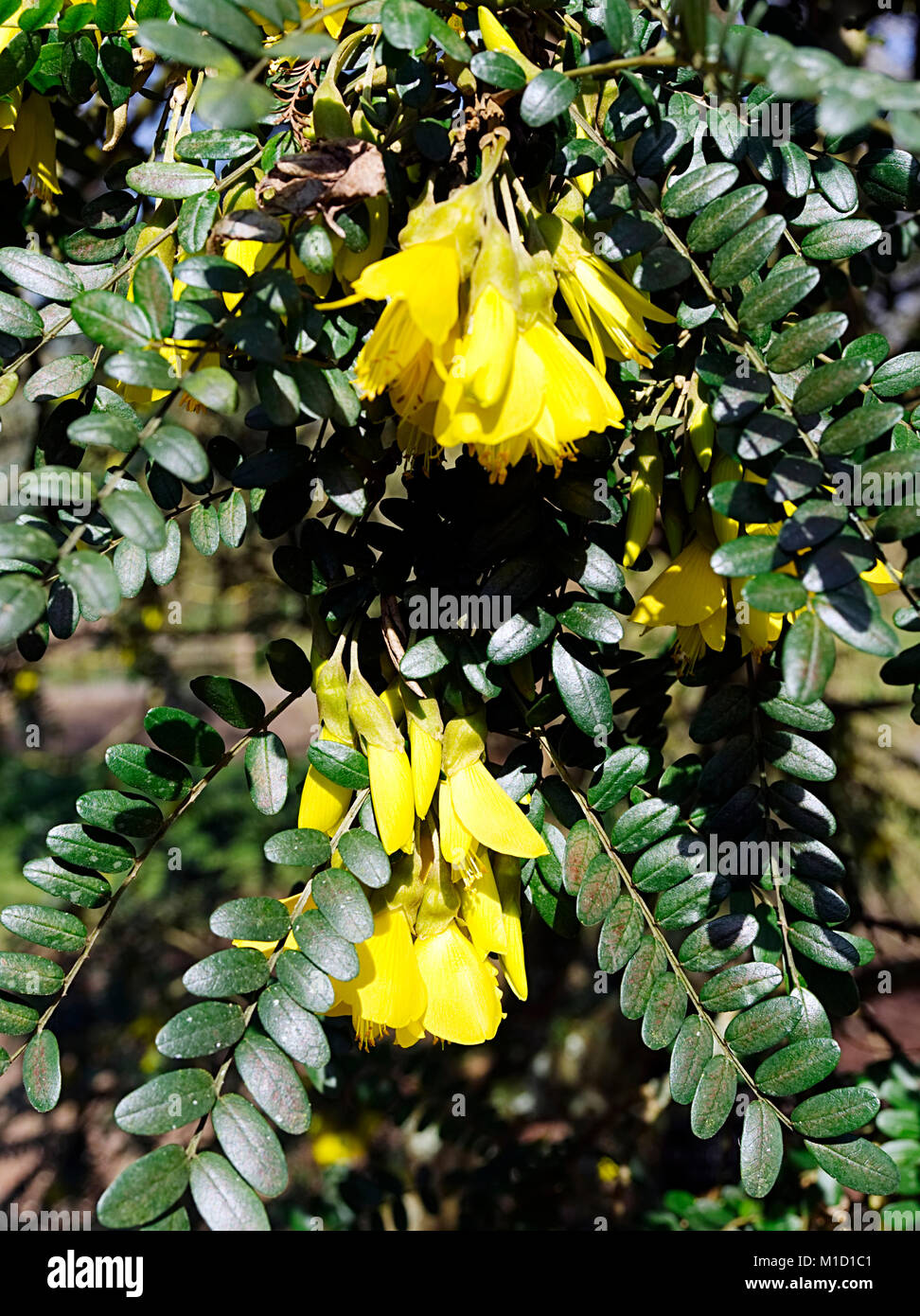 The evergreen shrub Sophora Microphylla 'Sun King' a, showing flowers and leaves. Stock Photo