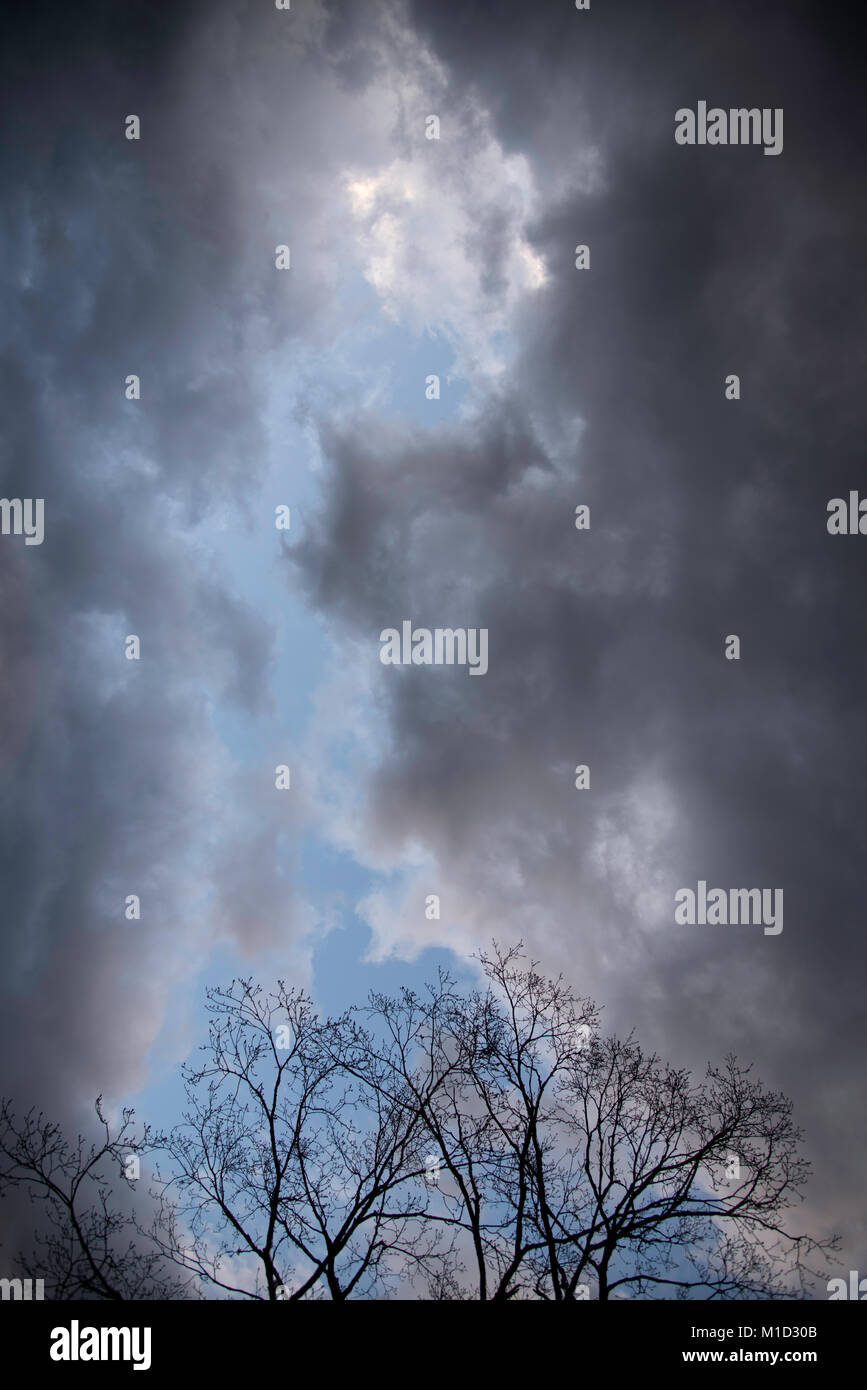 Treetop silhouetted against a cloudy sky Stock Photo - Alamy