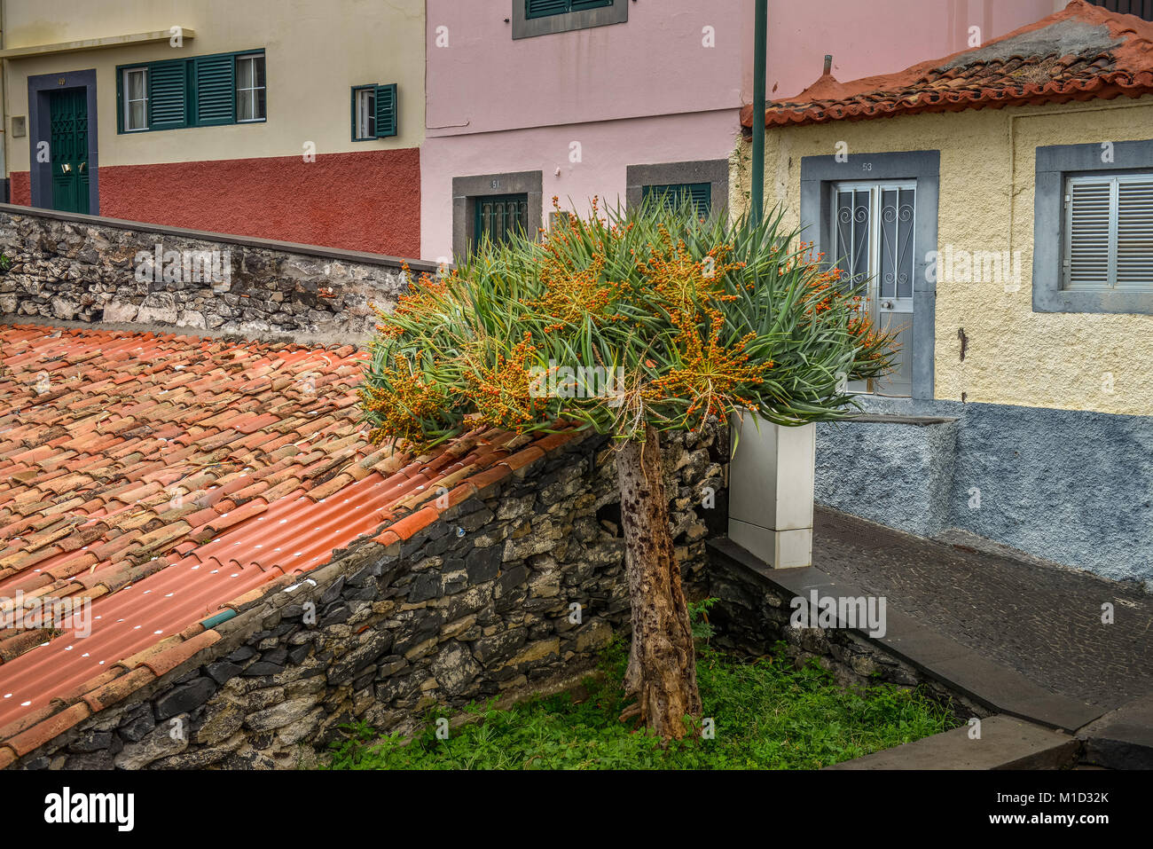 Dragon tree, Camara de Lobos, Madeira, Portugal, Drachenbaum Stock Photo