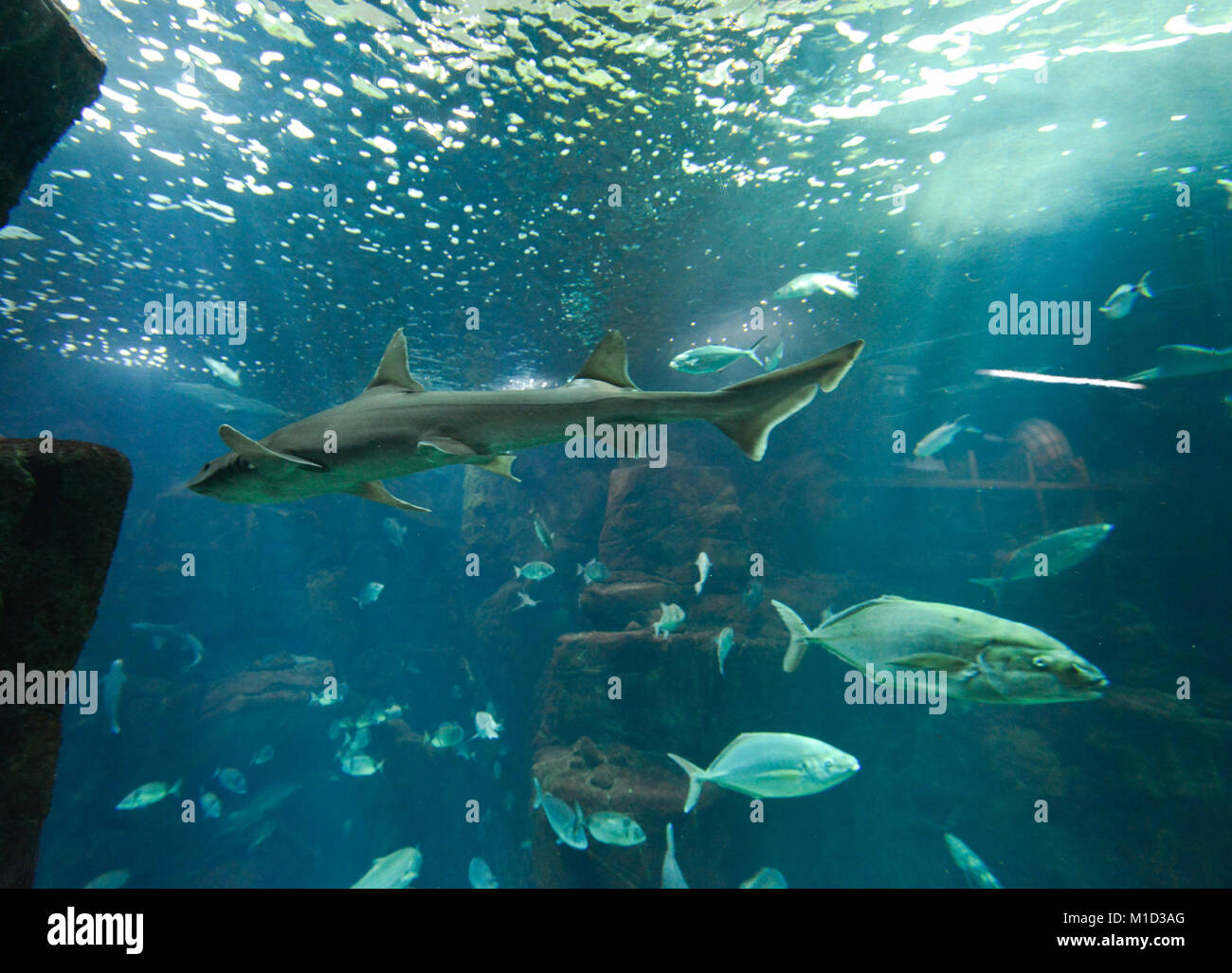 Aquarium, Porto Moniz, Madeira, Portugal Stock Photo - Alamy