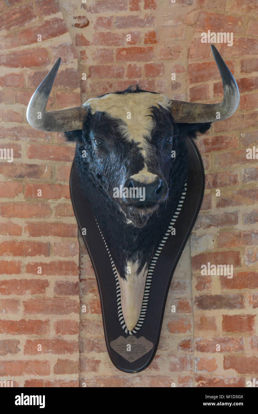 Bull head, Bullfighting Museum, Campo Pequeno Bullfight Arena', Lisbon, Portugal, Stierkopf, Stierkampfmuseum, Stierkampfarena ´Campo Pequeno´, Lissab Stock Photo