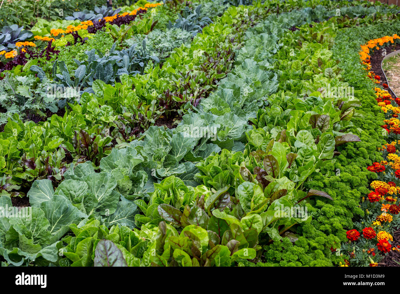 Large vegetable garden bed with flowers for companion planting Stock Photo