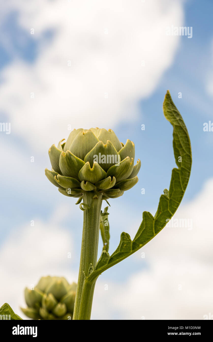 Tall globe artichoke with cloudy sky background Stock Photo