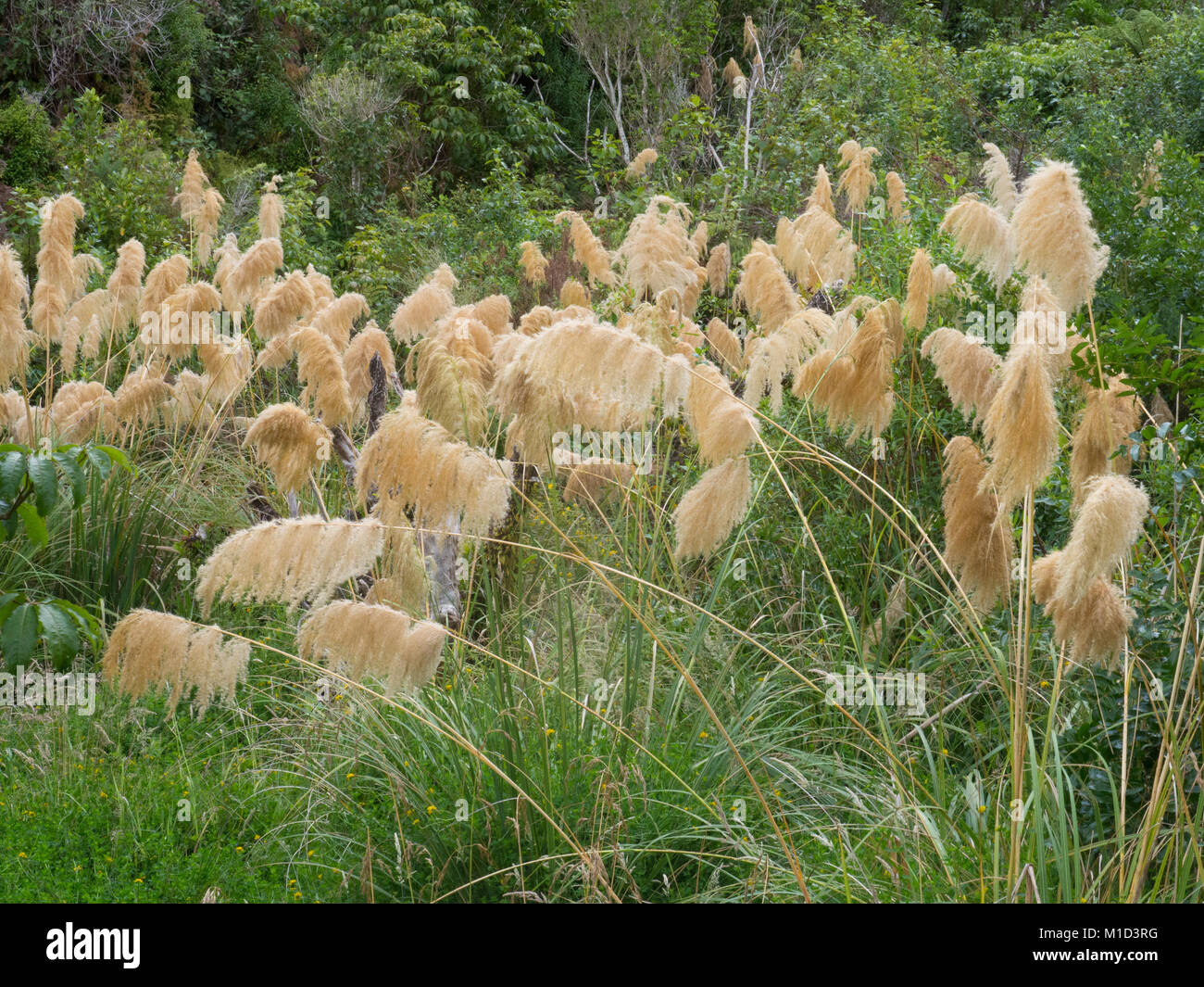 Native New Zealand Grasses Stock Photo Alamy