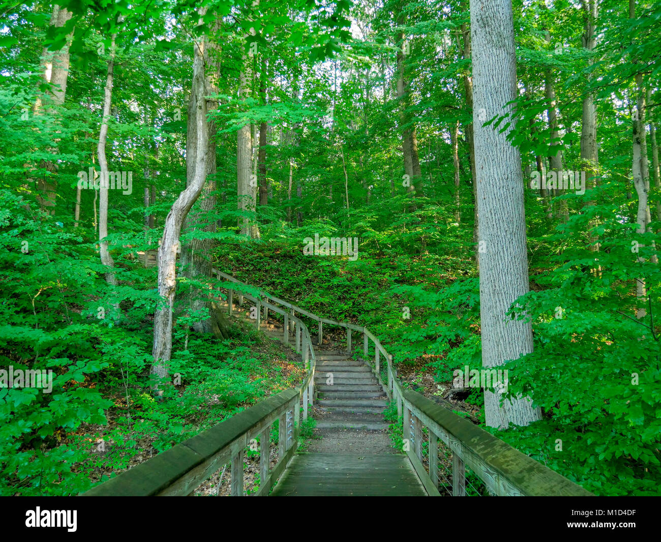 Boardwalk and stairs. Warren Woods State Park, Michigan Stock Photo Alamy