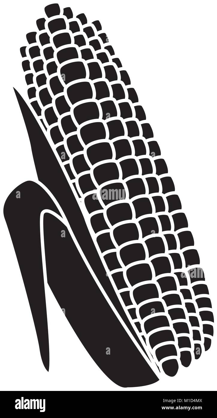Fresh corn isolated Stock Vector Image & Art - Alamy
