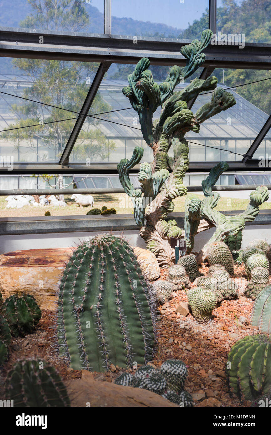 Group of succulents and cactus growing, stock photo Stock Photo - Alamy