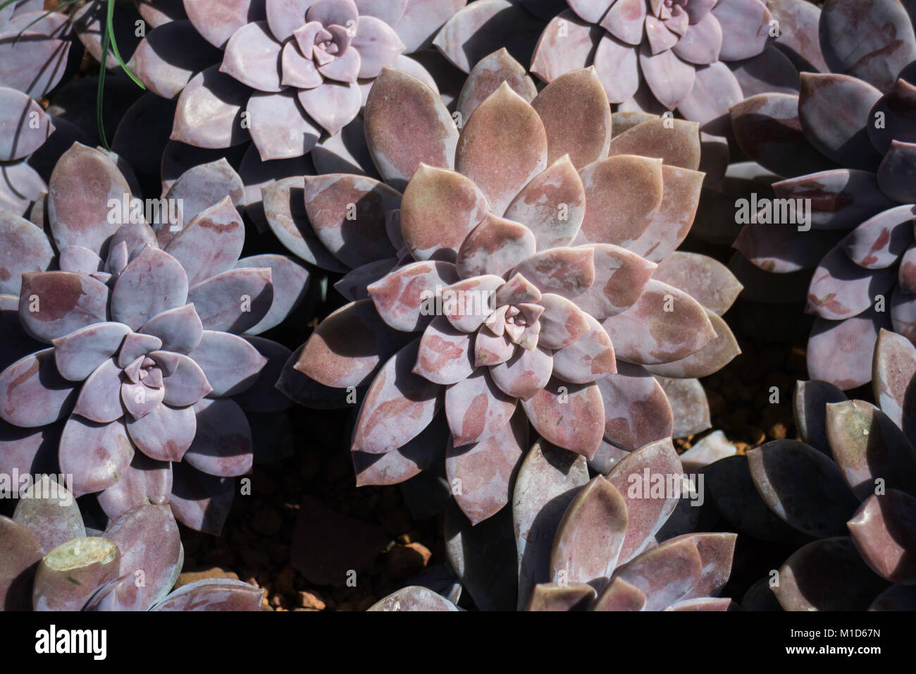 Stock photo of succulents hi-res stock photography and images - Alamy
