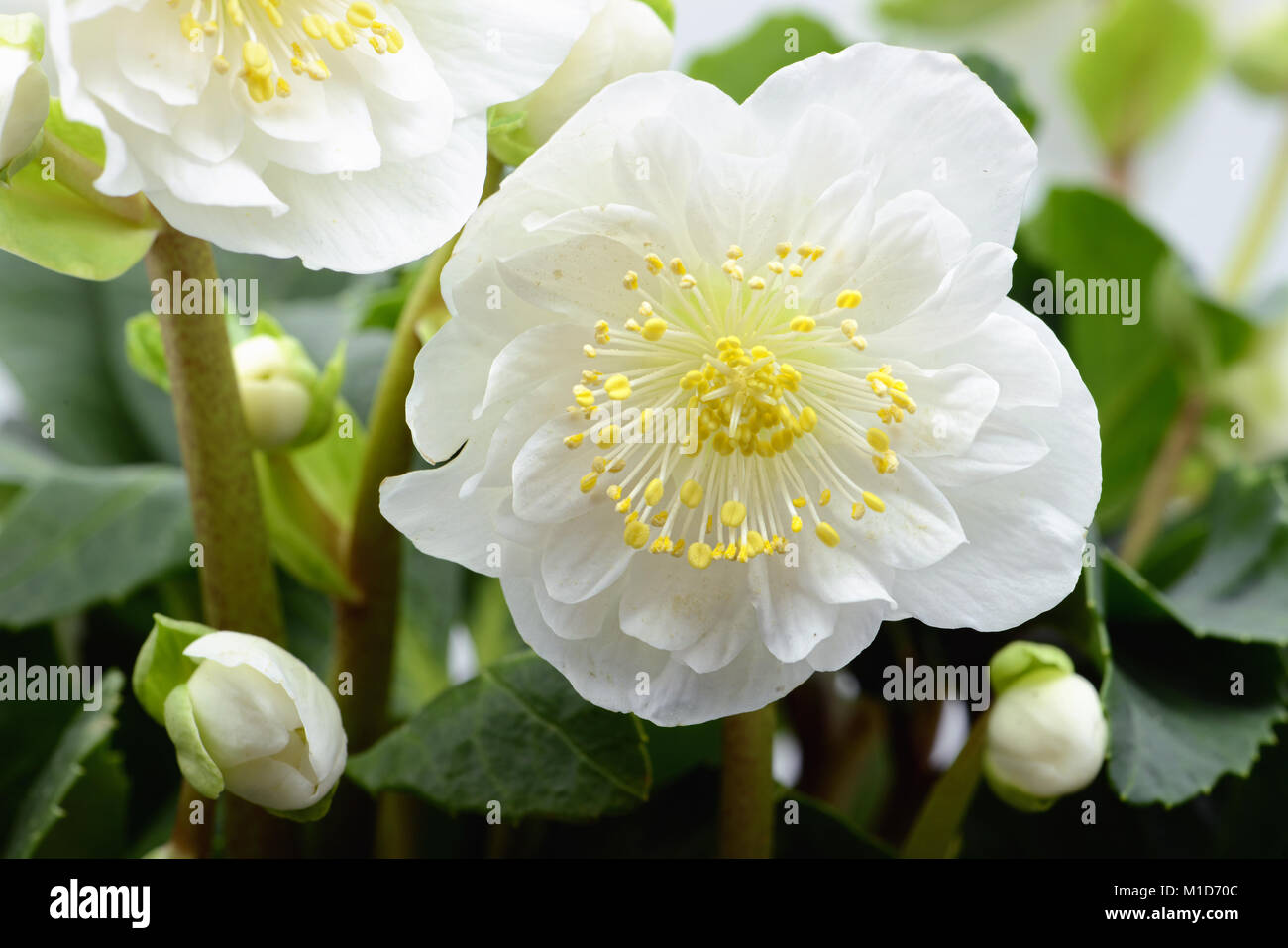 white hellebore flower blooming Stock Photo - Alamy