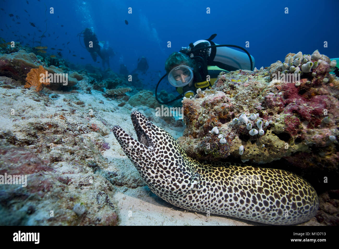 Scuba diver discovers a Honeycomb moray (Gymnothorax favagineus), Maldives islands, Indian ocean, Asia Stock Photo
