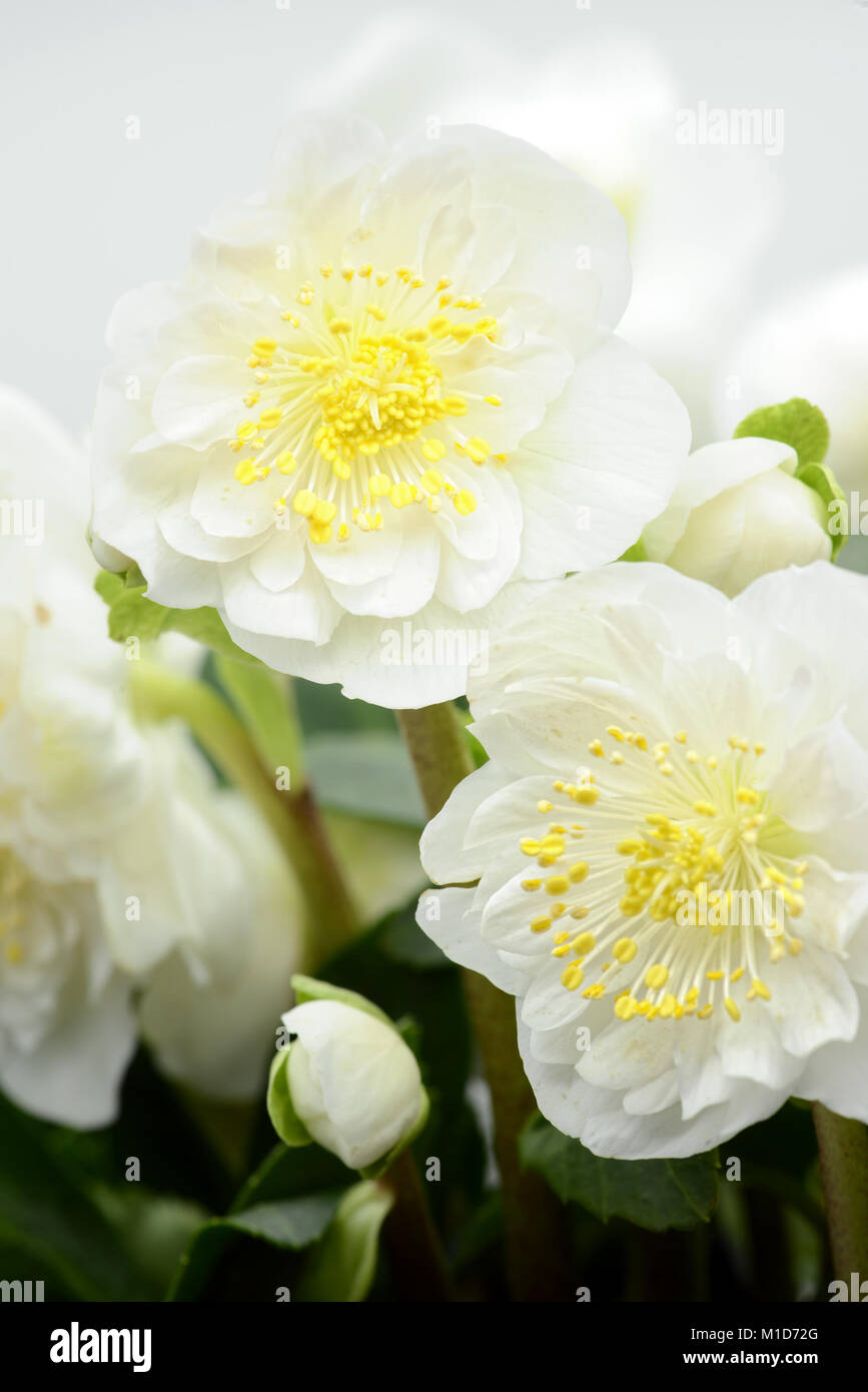 white hellebore flower blooming Stock Photo Alamy