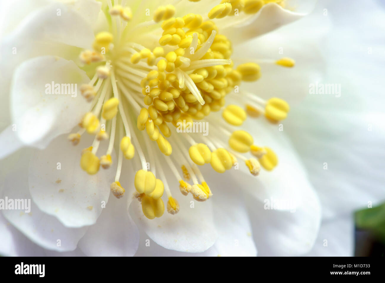 white hellebore flower blooming Stock Photo - Alamy