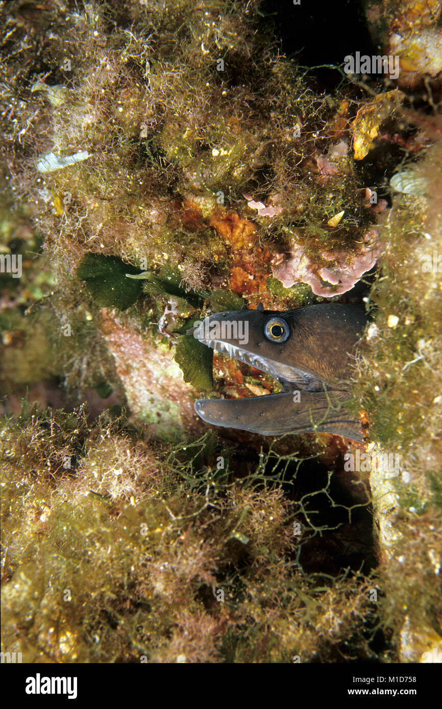 Mediterranean moray (Muraena helena), Corse island, France, Mediterranean sea, Europe Stock Photo