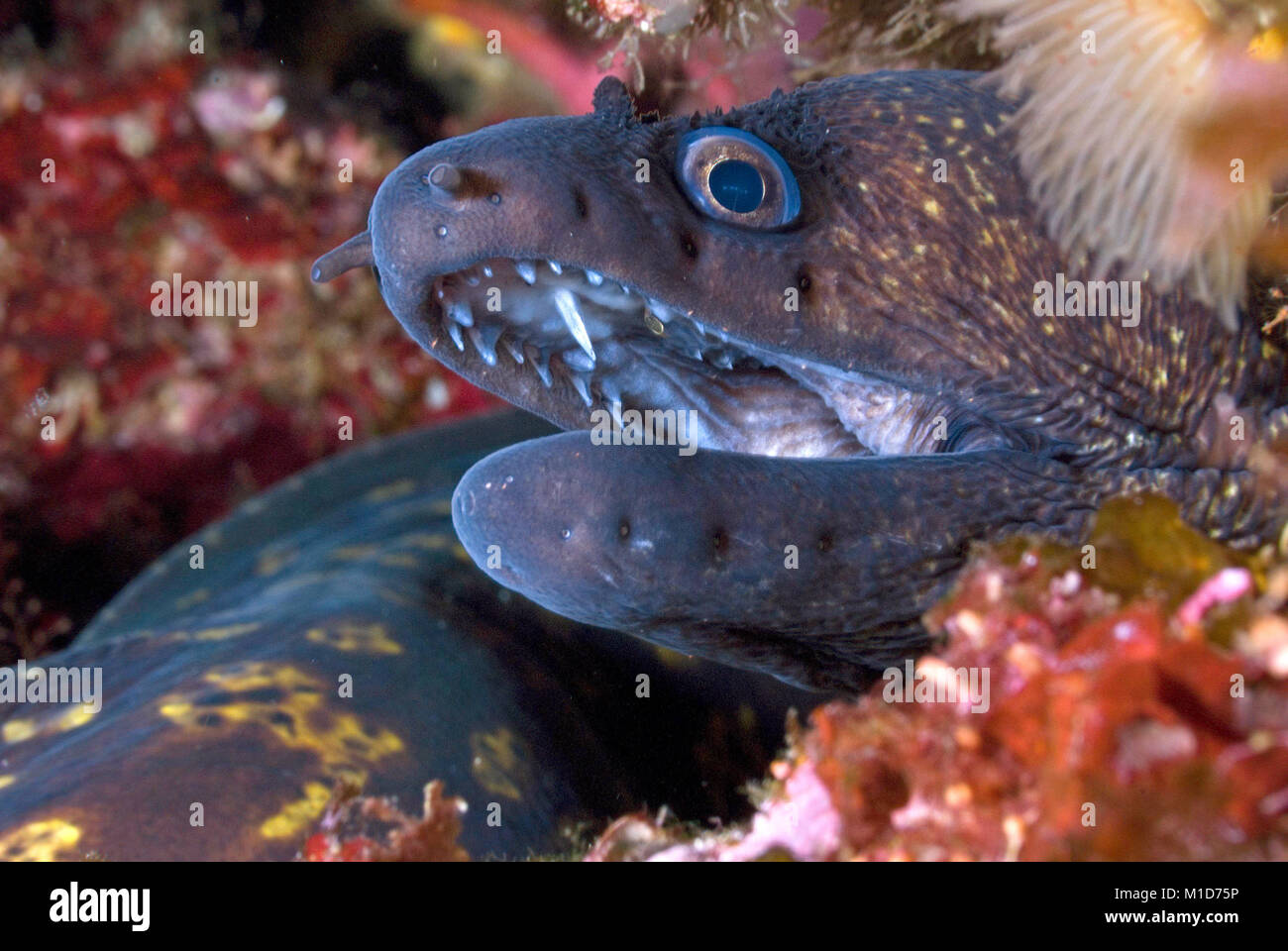 Mediterranean moray (Muraena helena), Corse island, France, Mediterranean sea, Europe Stock Photo