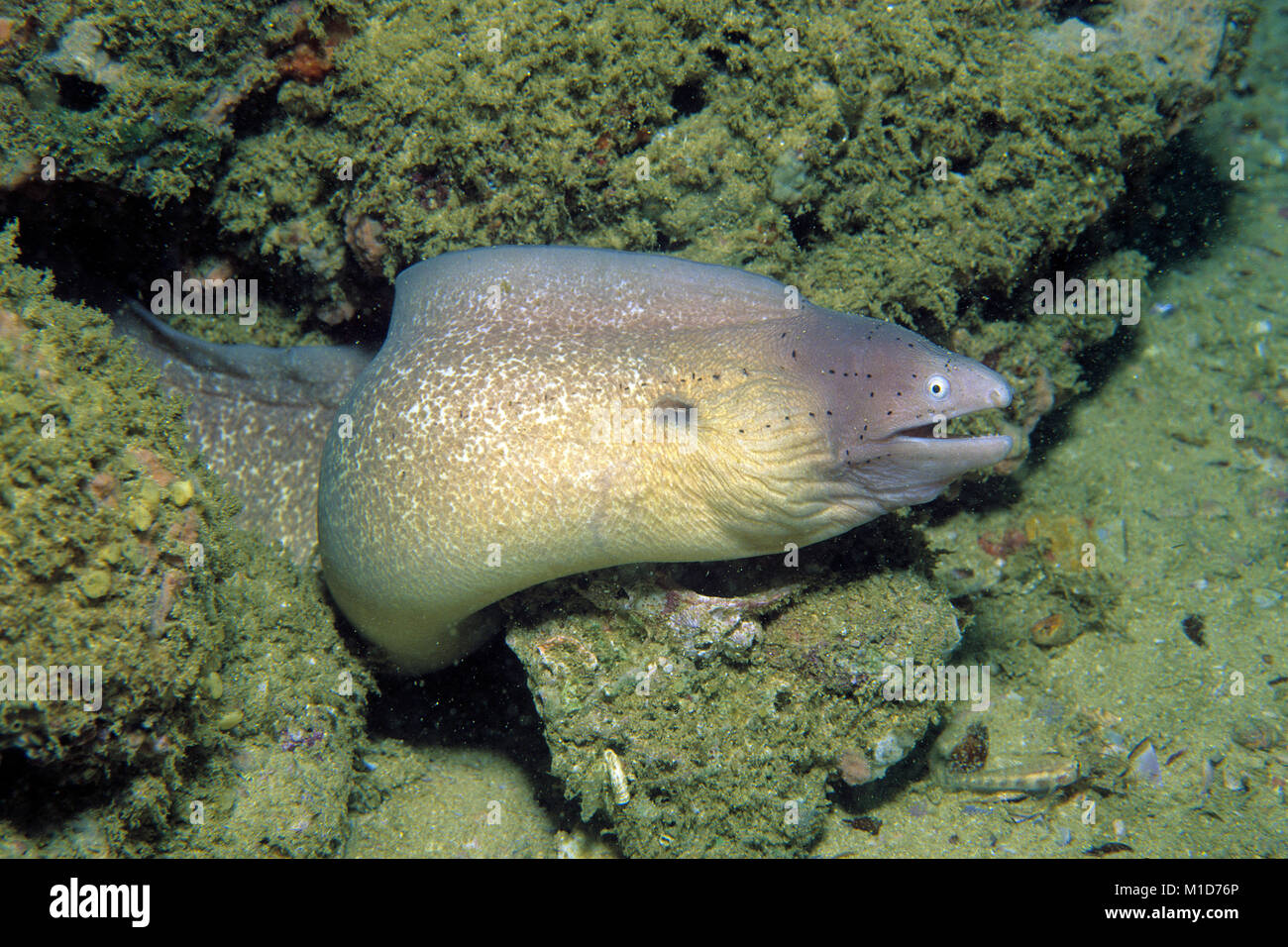 Peppered moray (Siderea grisea), Damanyiat Island, Muscat, Oman, Indian ocean Stock Photo