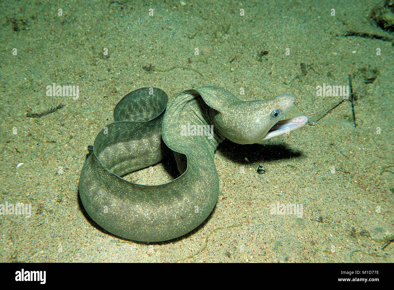 Moray (Gymnothorax sp.), Dumaguete, Negros, Philippines, Indopacific ocean, Asia Stock Photo