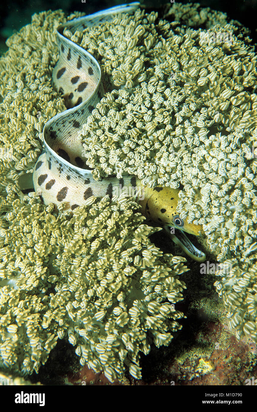 Fimbriated moray (Gymnothorax fimbriatus) between full length between leather corals, Sabang beach, Mondoro island, Philippines, Asia Stock Photo