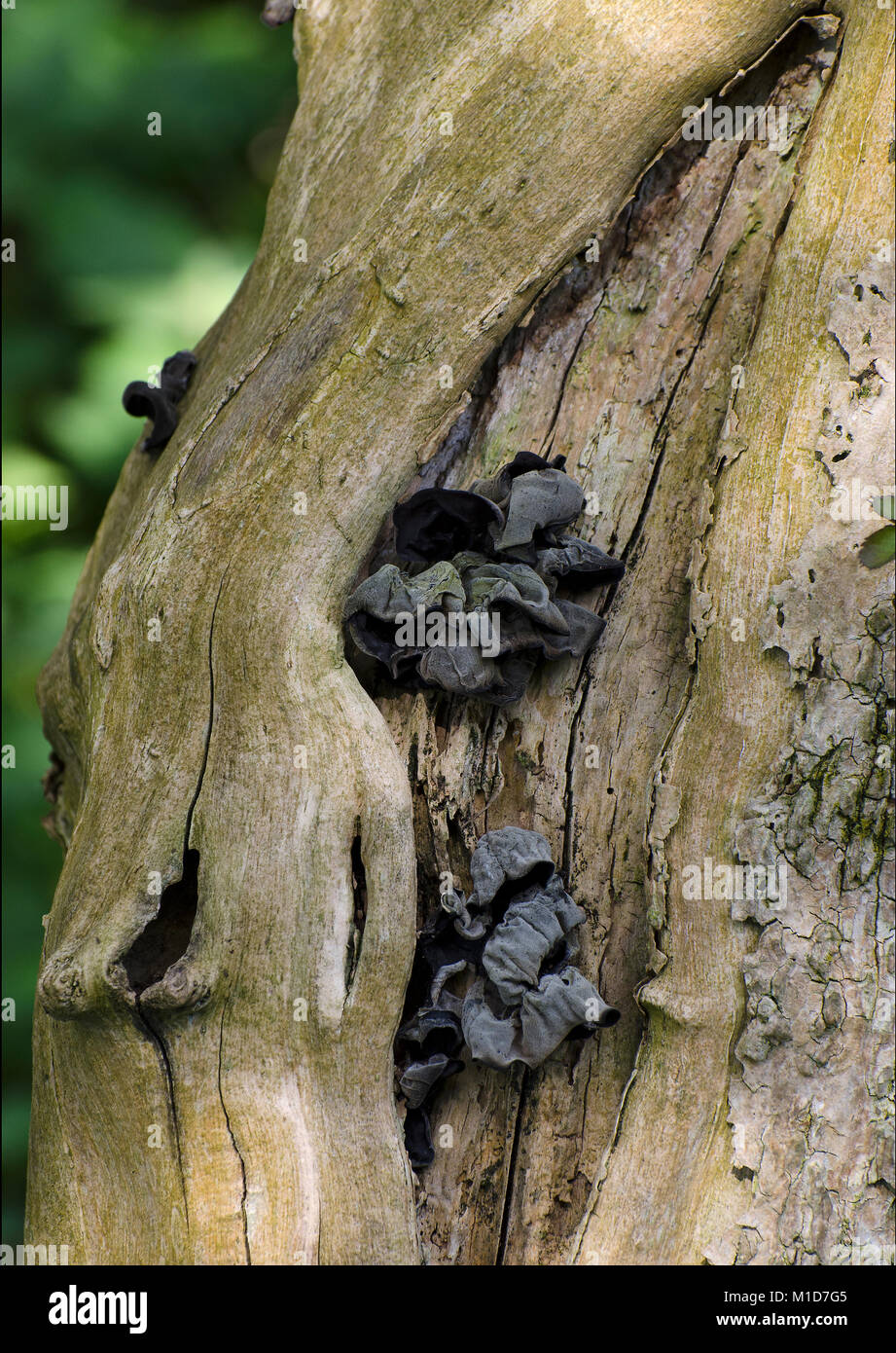 Black witches' butter, fungus, Exidia glandulosa, Exidia truncata, fruiting on dead tree, Lancashire, UK Stock Photo