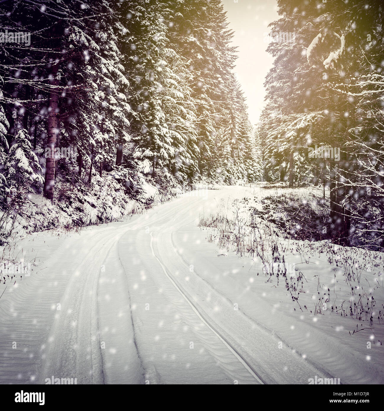Winter landscape. Road covered in snow in dense forest Stock Photo - Alamy
