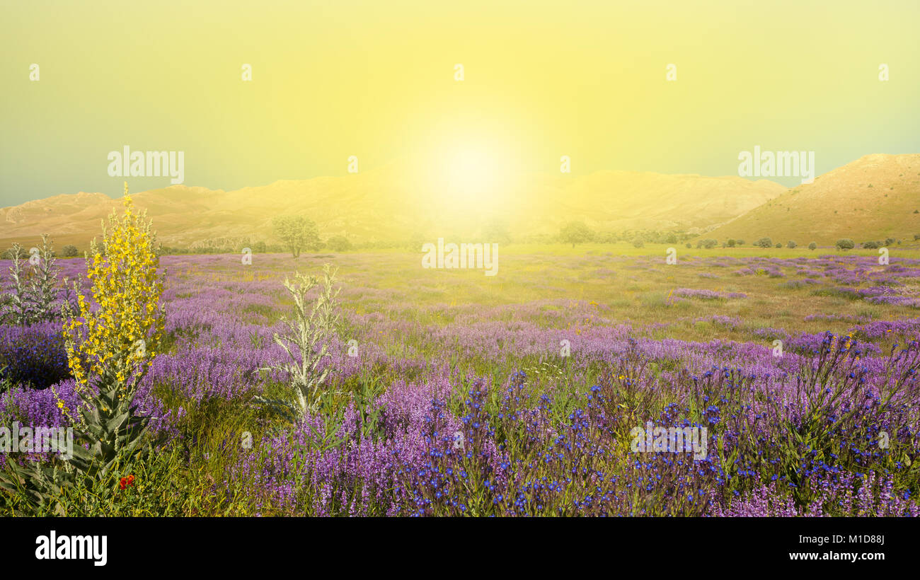 Hill sun wildflower hi-res stock photography and images - Alamy