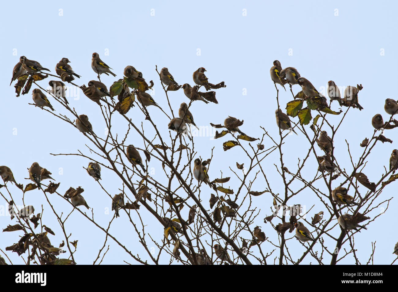 A flock or Charm of Goldfinches, Carduelis carduelis, in tree in Winter