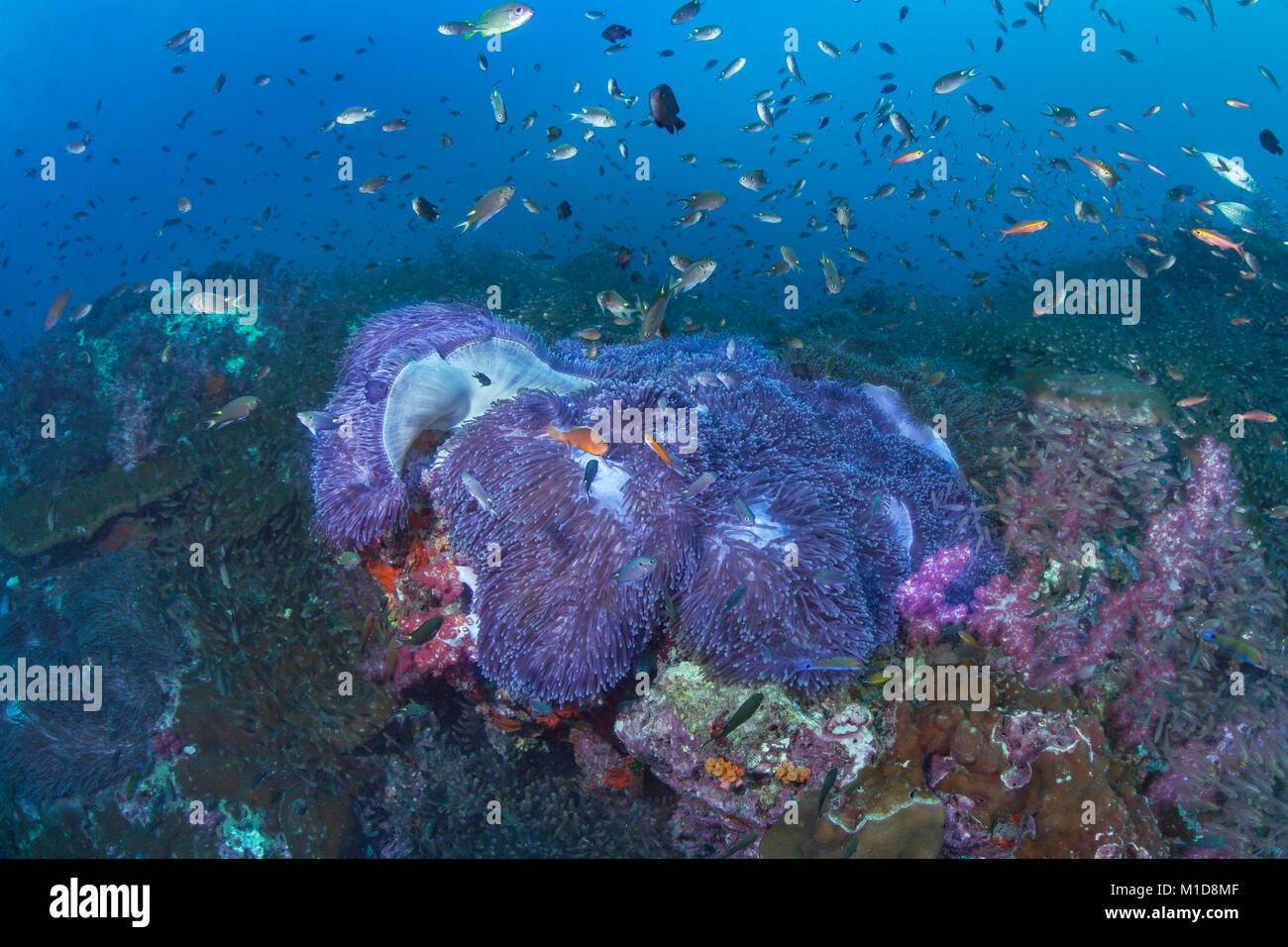 Fish feeding in the current on reef covered with carpet anemones. Richelieu Rock, Andaman Sea, Thailand. Stock Photo