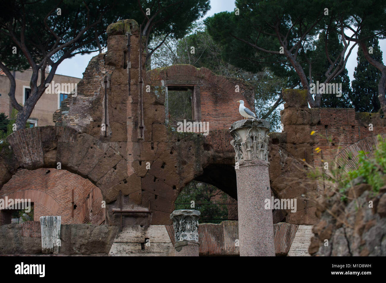 Rome, Italy. Forum of Julius Caesar. Stock Photo