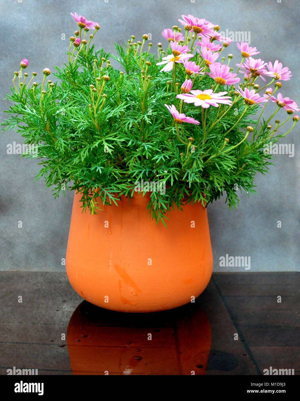 Potted Daisies Stock Photos & Potted Daisies Stock Images Alamy