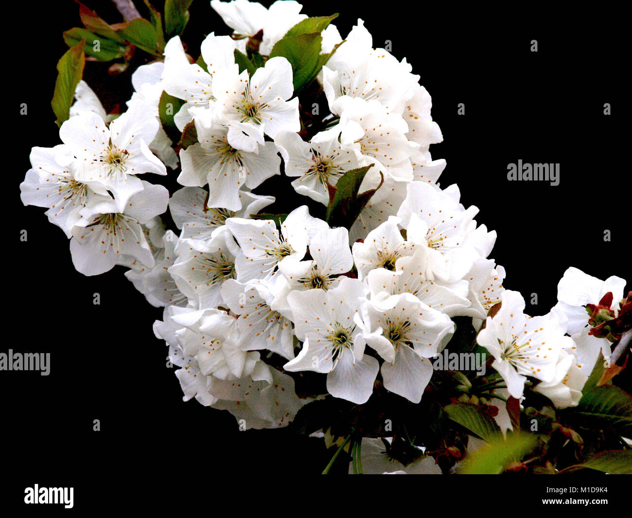 Cluster Of Cherry Blossoms High Resolution Stock Photography and Images ...