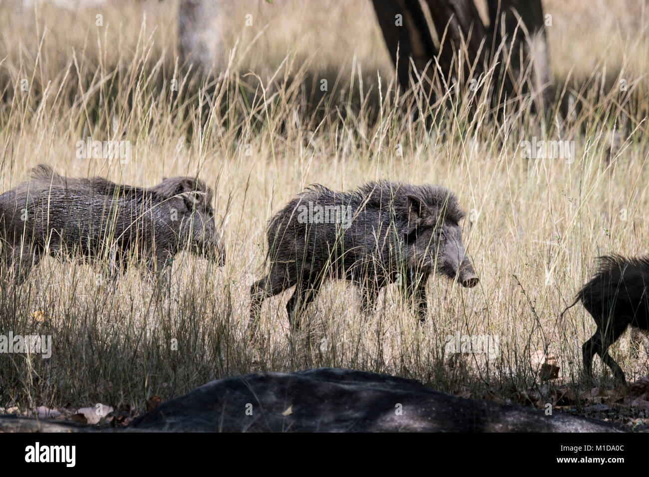 Group of wild Indian Boars, Sus scrofa cristatus, running in Bandhavgarh National Park, Madhya Pradesh, India Stock Photo