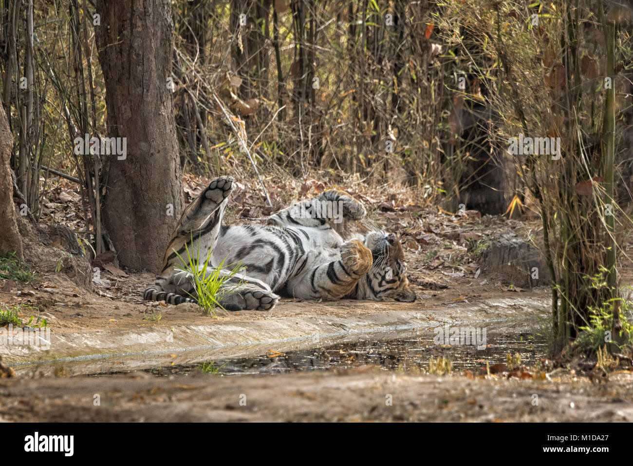 Wild, adult male Bengal Tiger, Panthera tigris tigris, sleeping, relaxing on his back, showing belly and scrotum, Bandhavgarh National Park, India Stock Photo