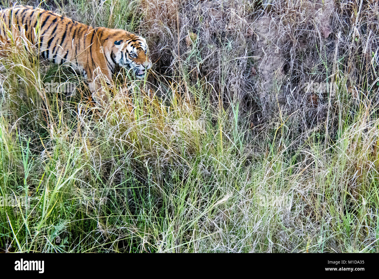Wild Bengal Tiger, Panthera tigris tigris, snarling, attacking in Bandhavgarh Tiger Reserve, Madhya Pradesh, India Stock Photo