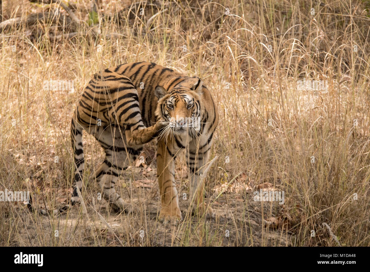 Wild, two year old cub, juvenile Bengal Tiger, Panthera tigris tigris, scratching with hind leg, Bandhavgarh National Park,Tala, Madhya Pradesh, India Stock Photo