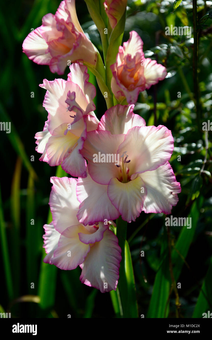 gladiolus,pink,white,gladioli,flower,flowers,flowering,garden,,gardens,corm,corms,tender,RM Floral Stock Photo