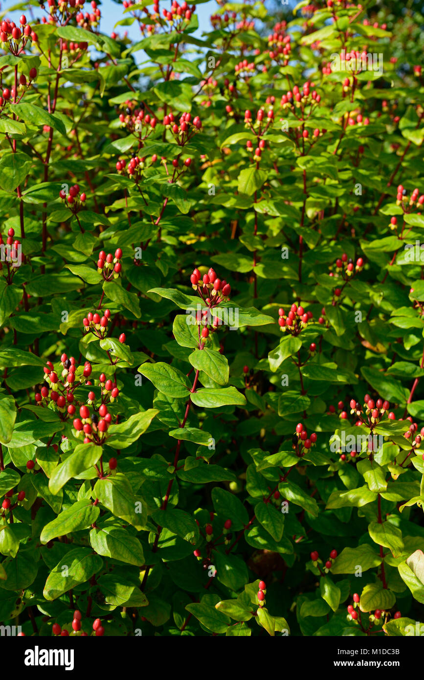 Hypericum inodorum Magical Red Star,Saint John's Wort,bright,red,berries,fruit,fruits,autumn,autumnal,fall,garden,RM Floral Stock Photo