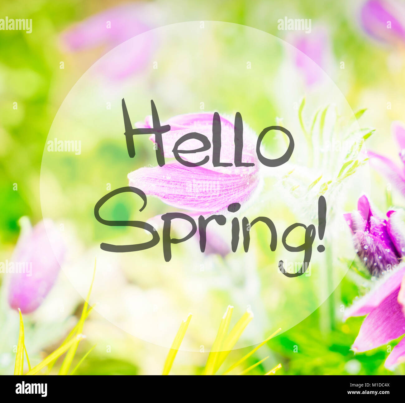 Spring Anemone violet flowers in green garden with hello spring words Stock Photo