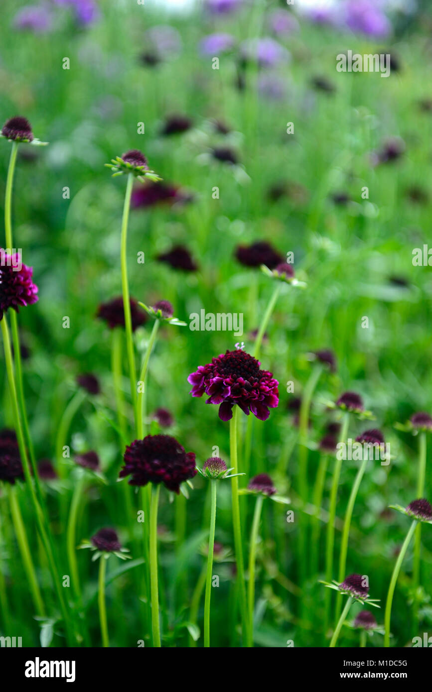 Scabiosa atropurpurea /'Chile Black/' Black Scabious