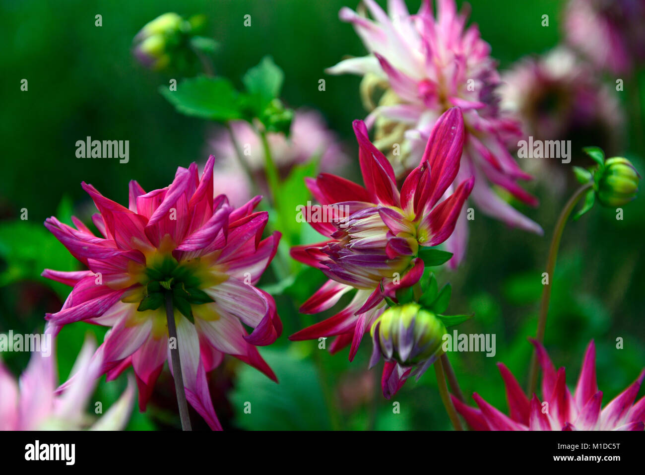 White pink dahlias hi-res stock photography and images - Alamy